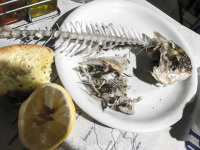 after an eaten up meal you see the rest of a dorade on a plate, a pressed lemon and a peace of white bread