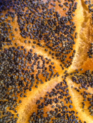 poppy seeds in the middle of a fresh poppy seed bun