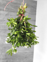 a bunch of sweet woodruff is hanging on a white and red cord for drying