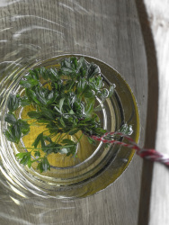 in a bowl with sparkling wine is hanging a bunch of sweet woodruff to make a punch