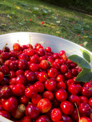 at the harvest of cherries in the garden you see a bowl full of fresh, red, shiny cherries