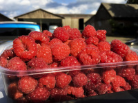 on a farm is standning a bowl of freshly picked raspberries