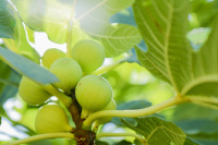 light green figs at a fig tree