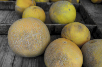 some big yellow honeydew melons with typical structure on the peelare laying in wooden boxes