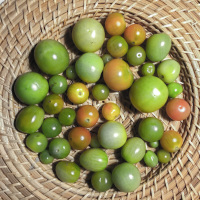 green tomatoes and some orange tomatoes are laying on a basket