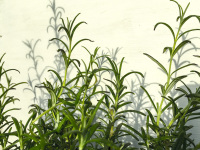 rosemary ist growing in front of a white wall and casts shadows on it