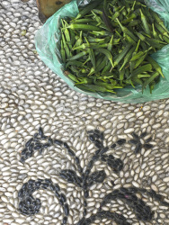 on a stony floor lays a green plastic bag full of okra pods