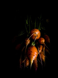 freshley picked carots with black soil still on it