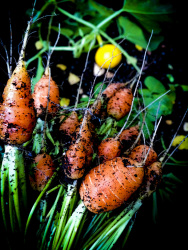 freshley picked carots with black soil still on it