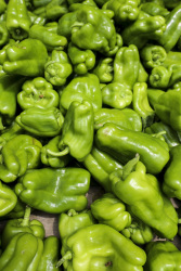 lots of shiny light green pepper pods fresh on a market