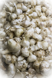 a lot of fresh garlic heads on a market