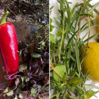 a collage of a picture with a red pepperoni and oregano and a picture with rosemary, oregano and lemon