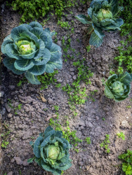 fresh cauliflower ist standing on a field with black soil