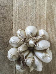 a fresh garlic head for prepairing delicious garlic potatoes