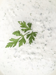 a tzatziki with a lot of garlic decorated with parsley ready for eat it
