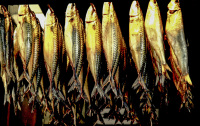 many golden colored mackerels hangs for smoking