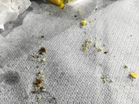 after an eaten up meal on a paper tablecloth you see breadcrumps, a pressed lemon, a glass of water, crunched up servietten and grease stains
