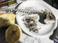 after an eaten up meal you see the rest of a dorade on a plate, a pressed lemon and a peace of white bread