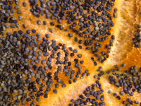 poppy seeds in the middle of a fresh poppy seed bun