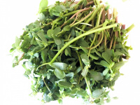 fresh purslane for preparing greek chorta