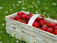 a basket full of fresh red strawberries is standing on a green meadow with little daisies