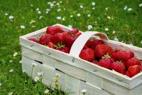 a basket full of fresh red strawberries is standing on a green meadow with little daisies