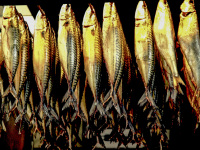 many golden colored mackerels hangs for smoking