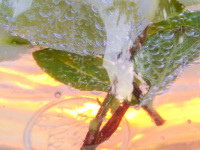 lemon slices and a peppermint sprig in a glass of sparkling mineral water