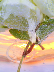 lemon slices and a peppermint sprig in a glass of sparkling mineral water