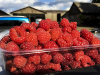 on a farm is standning a bowl of freshly picked raspberries