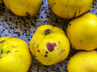 ripe yellow quinces, some of them with brown spots