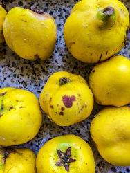 ripe yellow quinces, some of them with brown spots