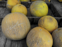 some big yellow honeydew melons with typical structure on the peelare laying in wooden boxes