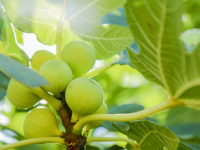 light green figs at a fig tree