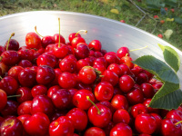 at the harvest of cherries in the garden you see a bowl full of fresh, red, shiny cherries