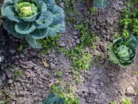 fresh cauliflower ist standing on a field with black soil