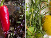 a collage of a picture with a red pepperoni and oregano and a picture with rosemary, oregano and lemon