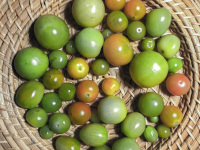 green tomatoes and some orange tomatoes are laying on a basket