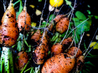 freshley picked carots with black soil still on it