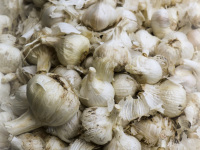 a lot of fresh garlic heads on a market