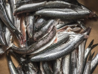 fresh anchovies are laying in the kitchen for prepairing fried fishes