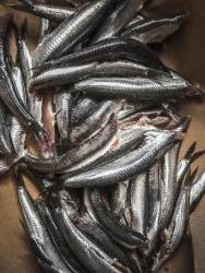 fresh anchovies are laying in the kitchen for prepairing fried fishes