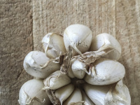 a fresh garlic head for prepairing delicious garlic potatoes