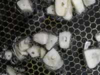 to sear garlic in butter in a pan for prepairing garlic potatoes