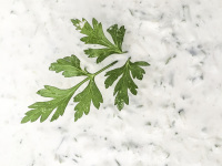 a tzatziki with a lot of garlic decorated with parsley ready for eat it