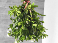 a bunch of sweet woodruff is hanging on a white and red cord for drying