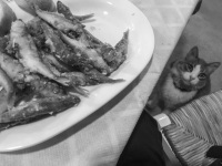 when a cat looks at you while you eat small fishes in a greek tavern, black-and-white