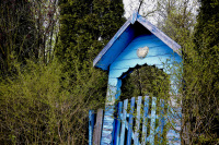 an old blue wooden entrance door of an allotment garden is overgrowned by green bushes