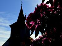 behind pink blossoms of a rhododendron you see the church tower of the fabian-sebastian-church near bergen in lower saxony