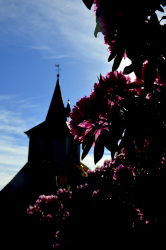 behind pink blossoms of a rhododendron you see the church tower of the fabian-sebastian-church near bergen in lower saxony